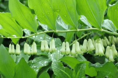这种野草就是黄精,也有的地方叫它爪子参,老虎姜,笔管菜,黄鸡菜等.