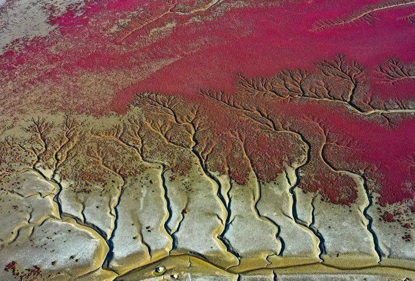 【地理素养】大自然的神奇画作—“潮汐树”,落叶中藏着地理考点,附山地垂直自然带示意图、民族聚落垂直分异_辽河_景观_潮汐
