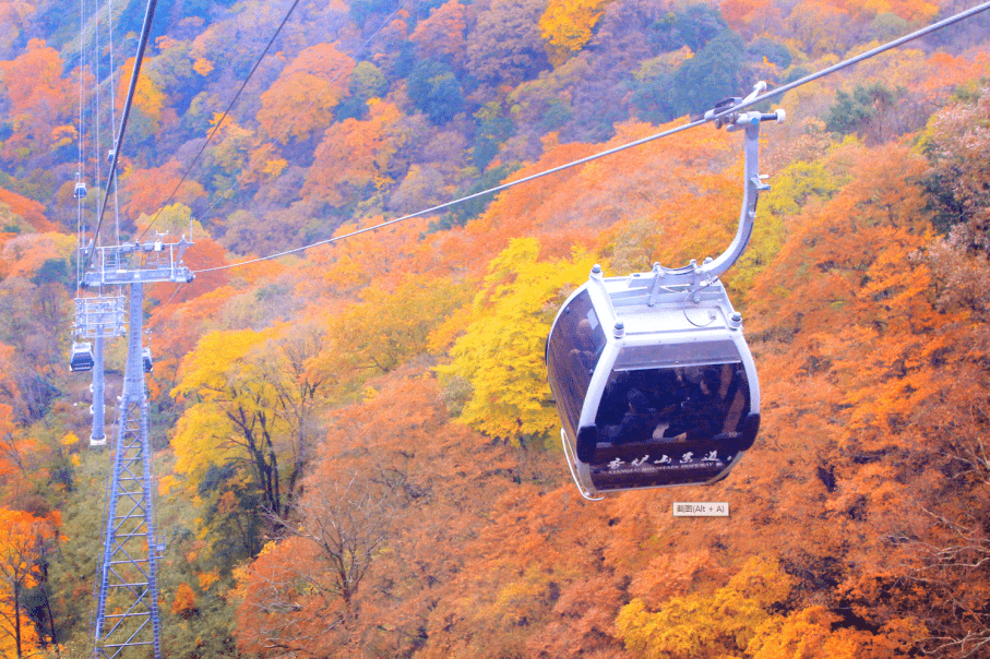 搭兰沟桥旅游观光车,乘香炉山索道,一览光雾山红叶盛景!