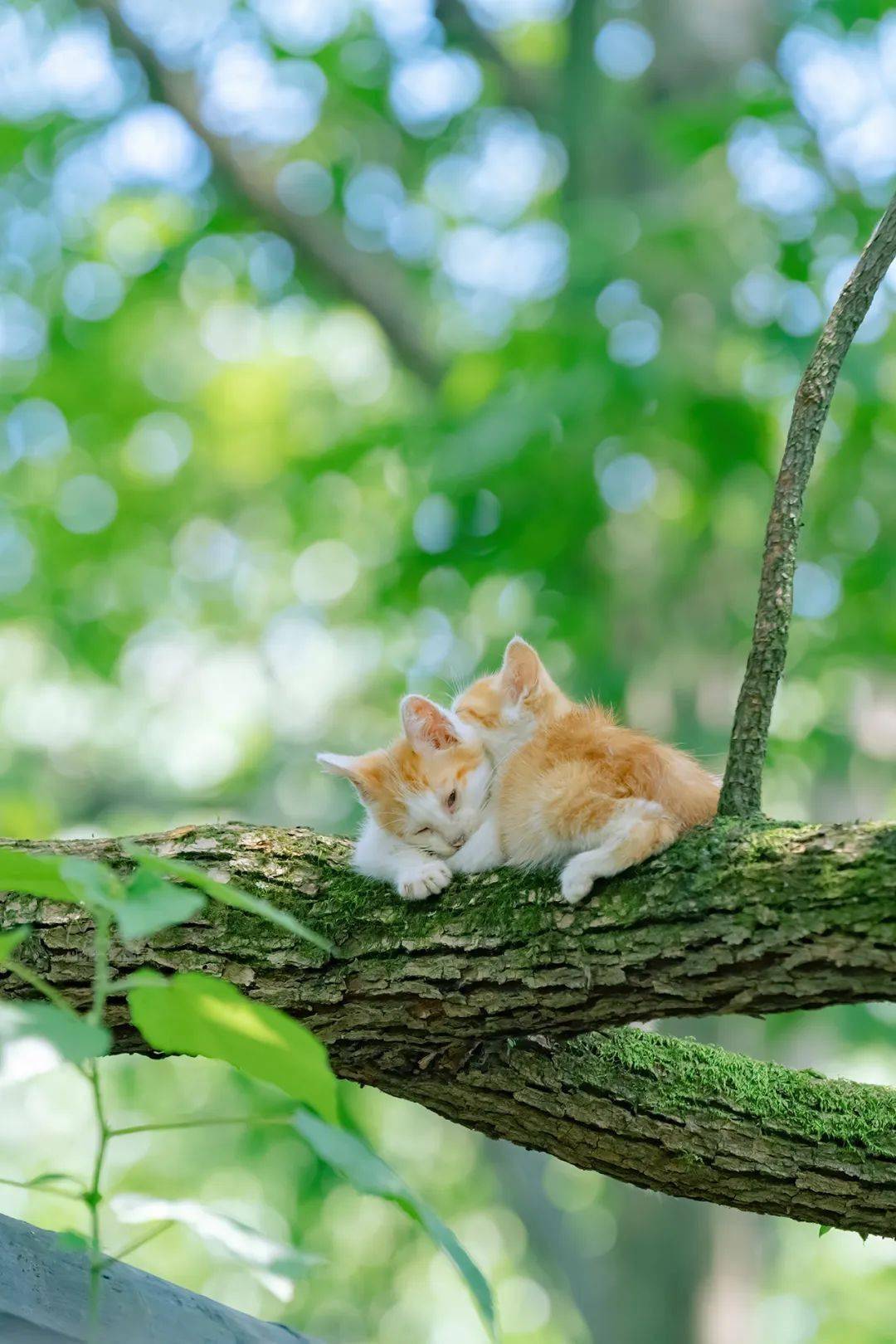黄色的猫猫会发光,绿色的猫猫会偷懒.