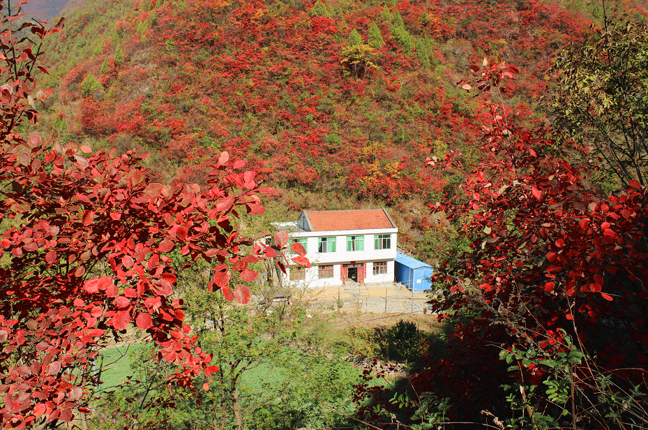 安康汉滨:万亩红叶红遍天 黄金观赏在早阳_阳镇_游客_旅游
