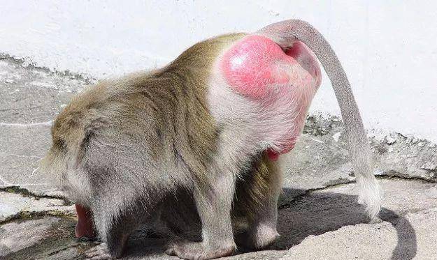 为什么动物园里的猴子屁股总是又红又肿?