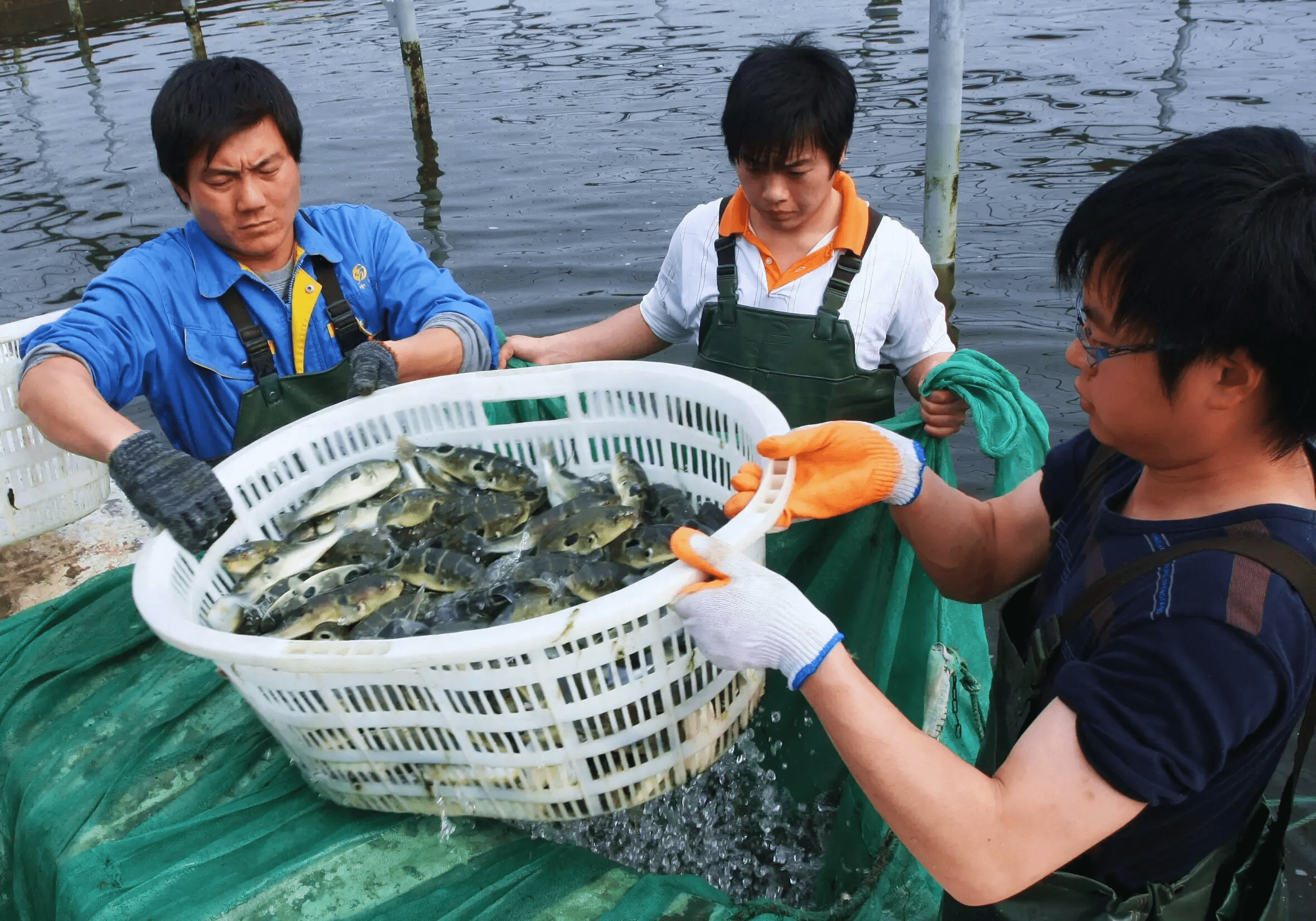 湖北永惠农业科技有限公司掌握专业的渔业养殖技术_鲈鱼_池塘_进行