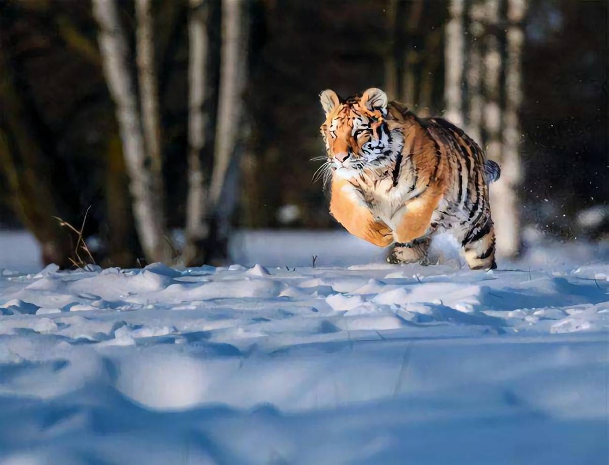 并不是养不起,而是因为老虎的归宿只有一个,那就是山林,现在只是一个