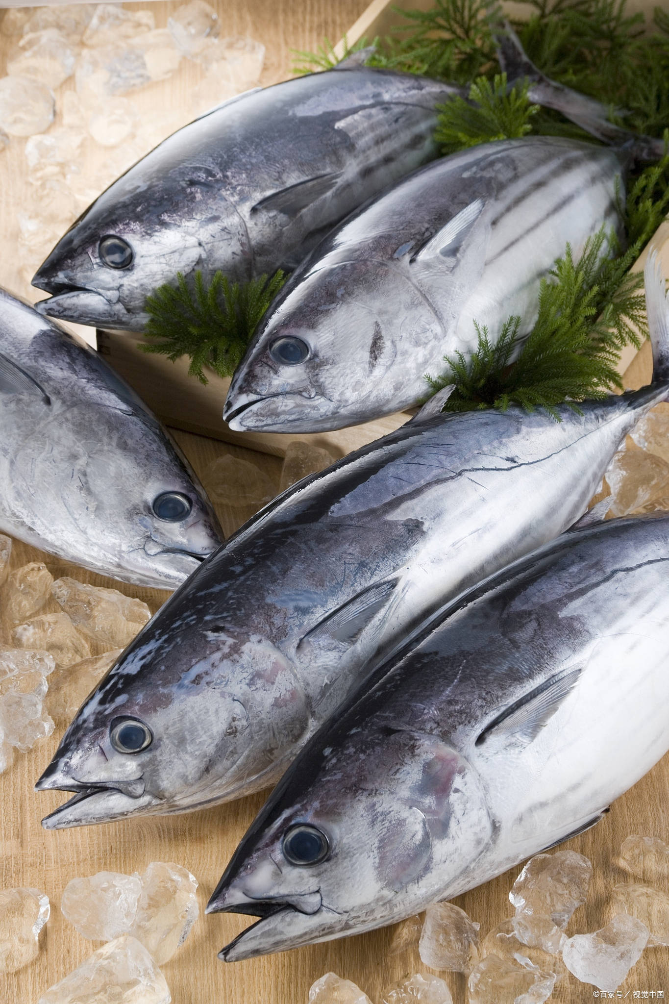 季节蓝鳍金枪鱼在西太平洋地区,全年都可捕捞到北太平洋蓝鳍金枪鱼