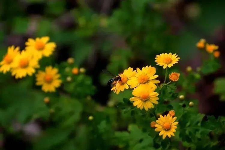 黃自芳‖ 爬滿山坡的野菊花(組詩)_樣子_二姐_葉子