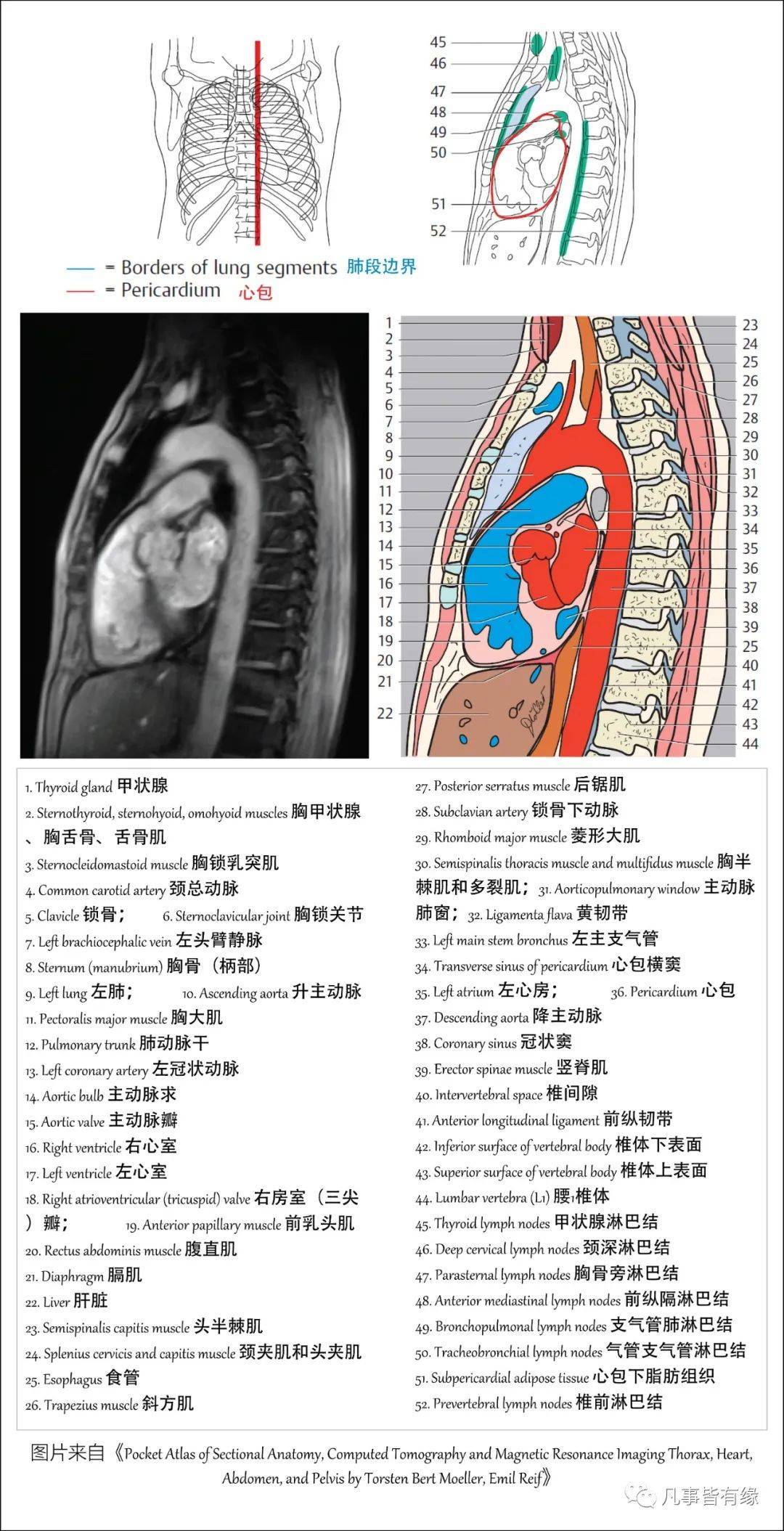 【保藏】胸部的断层剖解