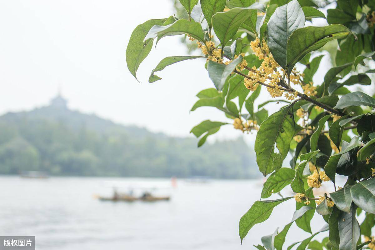 湖邊桂子南宋楊萬里驚歎西湖美景,他驚的是:接天蓮葉無窮碧,映日荷花