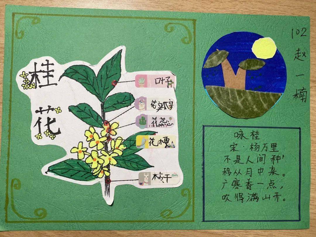 中草药名片制作小学生图片