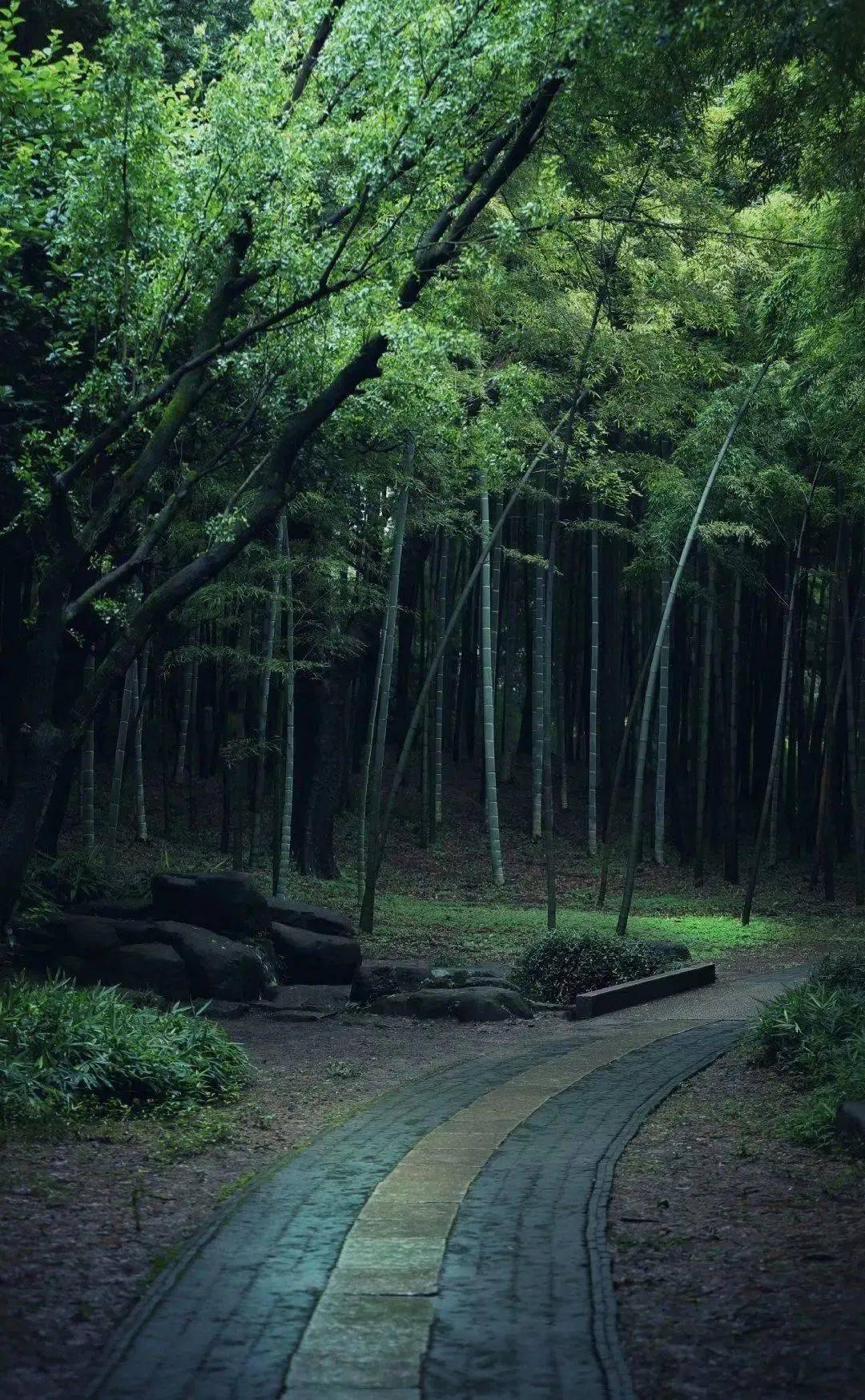 竹,最高境界的风骨_竹子_气节_竹林