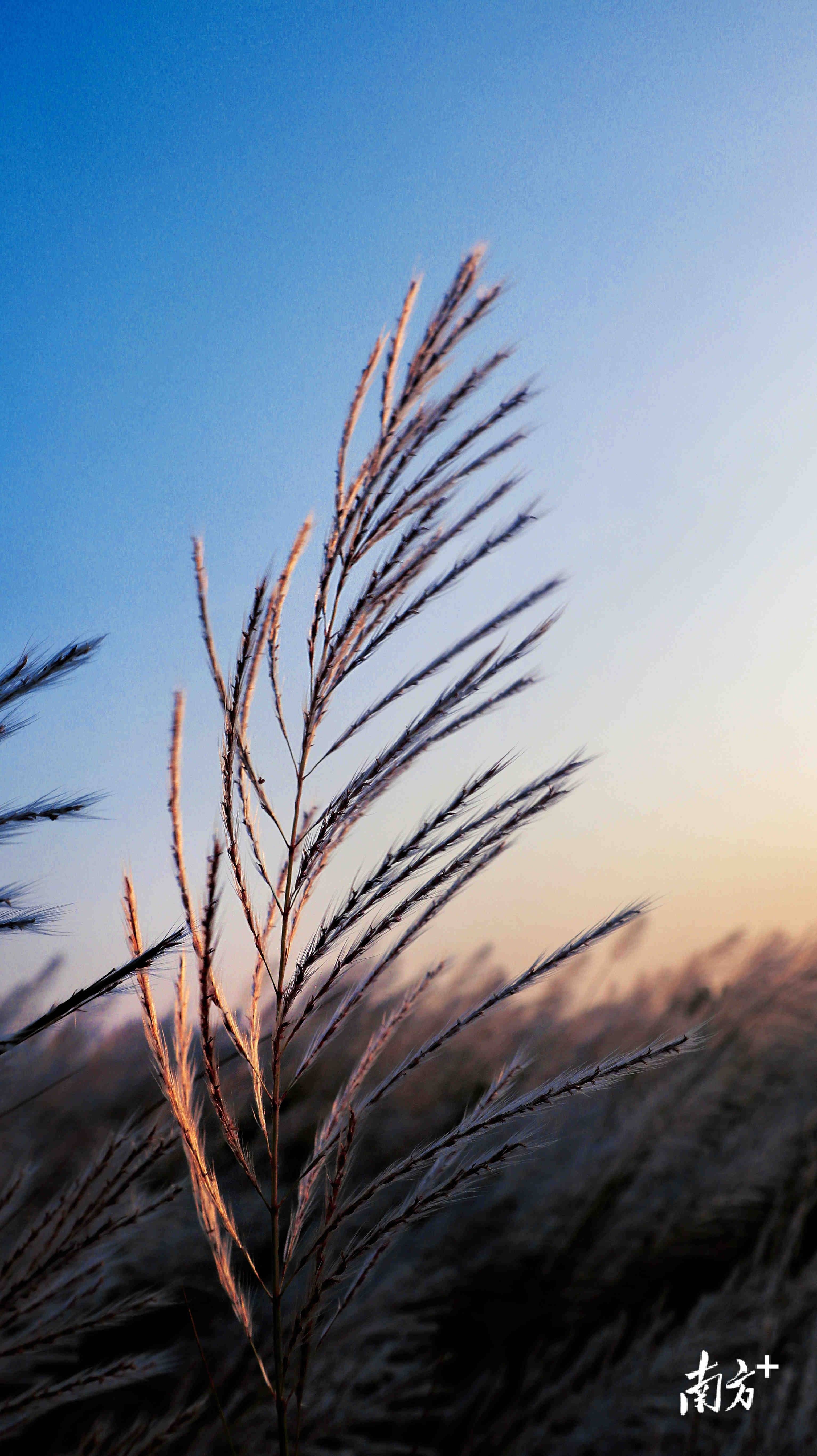 芦荻花开 吴阳赏秋_陈玮琪_花海_小孩
