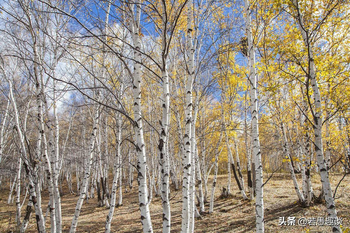 在梁晓声的回忆文章《我的初恋》中,兵团知青不能公开谈恋爱_董秋娟