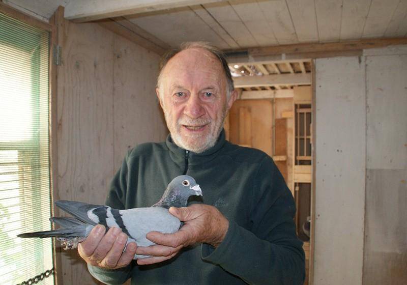 速度赛坛领军人物乔斯·库尔斯,拥有超强的赛绩和训鸽水平_幼鸽