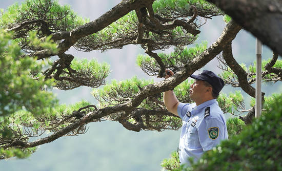 黄山守松人_胡晓春_迎客松_徐东明