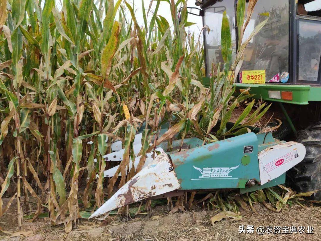 据了解,农华221是适宜黄淮海夏播大面积种植的机收玉米品种.
