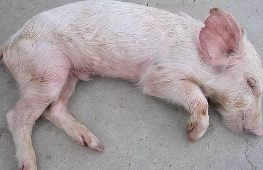 猪葡萄球菌症状图片图片