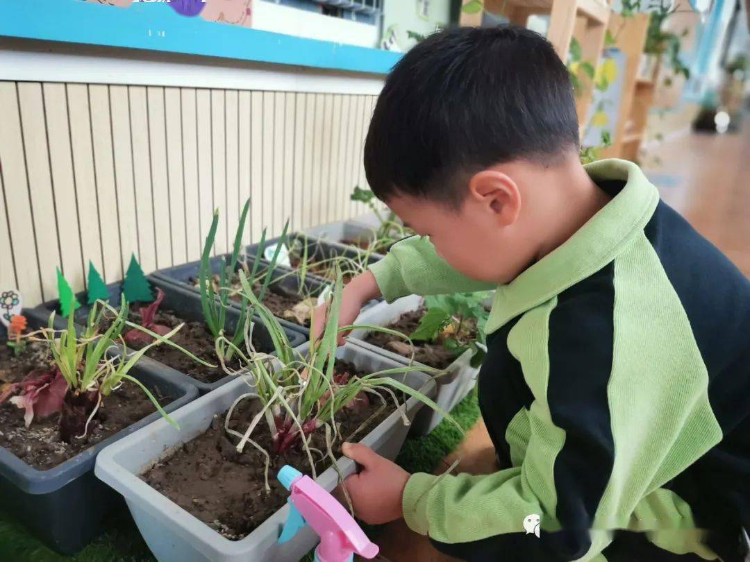 洋葱一族——南通开发区阳光幼儿园中一班课程叙事_小朋友_味道_种植