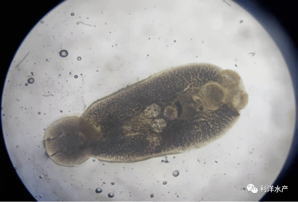 料,一口水泥池中鱼大量浮头,死亡10多尾,快速水质测试盒检测水体ph值