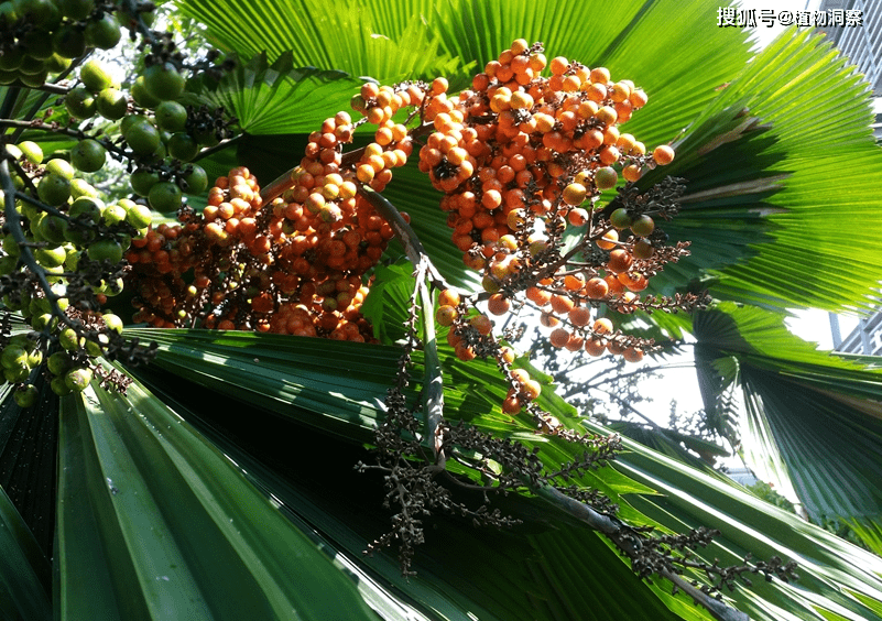 农村1种植物,人称蒲葵,儿时用来制作扇子或蓑衣,果实可入药!