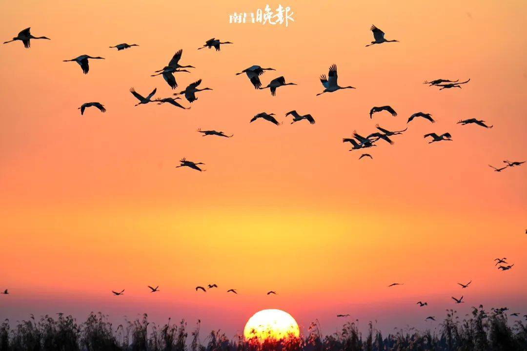 觅食成为一道靓丽的风景线在被誉为"城市候鸟之都"的天香园,象山森林