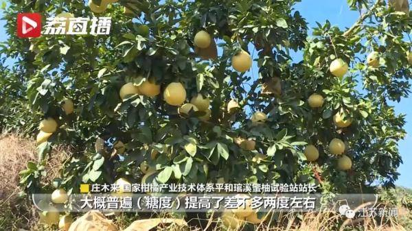 本年柚子为何额外甜？更受欢迎的品种本来是它……