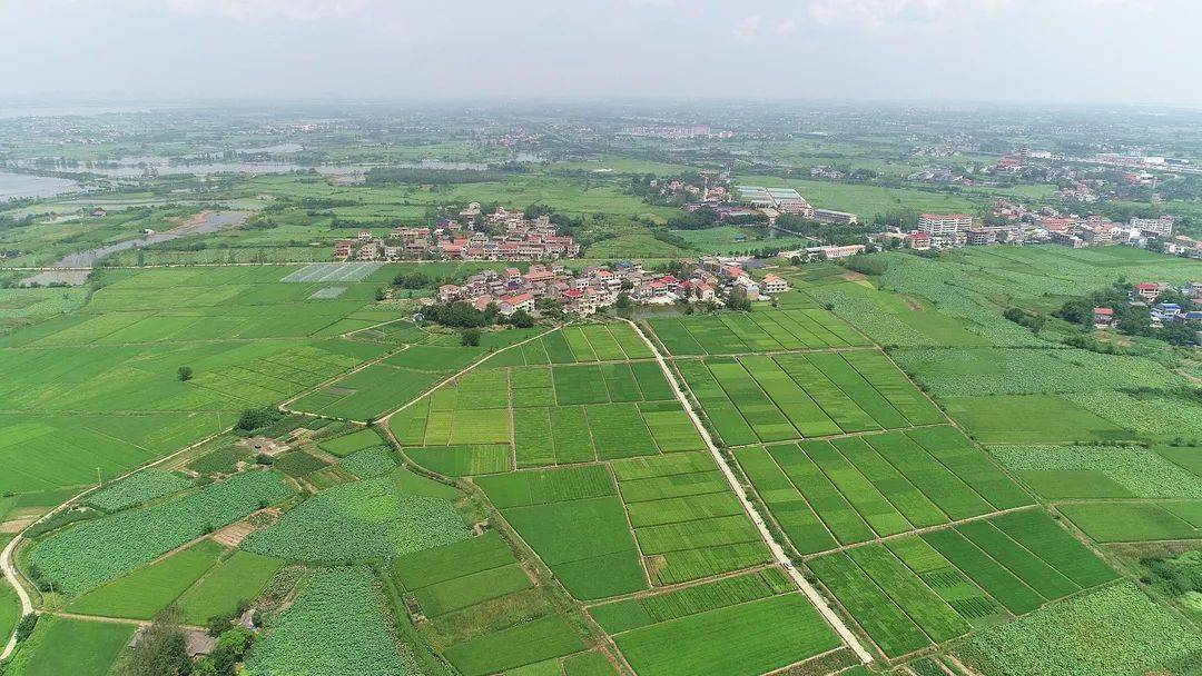 鄂州这个村靠ta一鸣惊人_发展_蒲团乡_农业