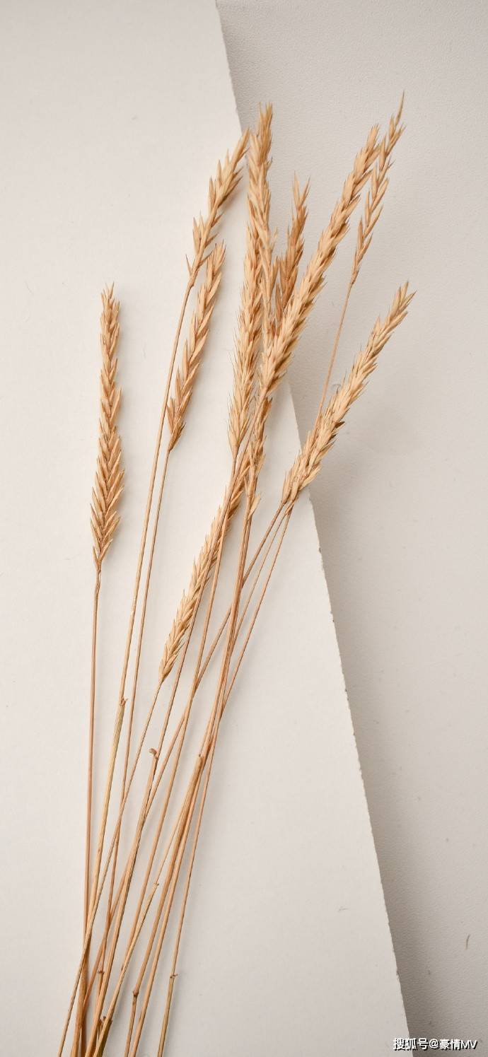 麦穗手机壁纸图片简约唯美秋季专属手机风景壁纸图片