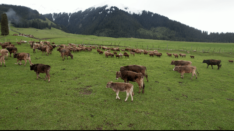 新疆褐牛以从前苏联引进的数批阿拉托乌牛和少量科斯特罗姆牛为父本