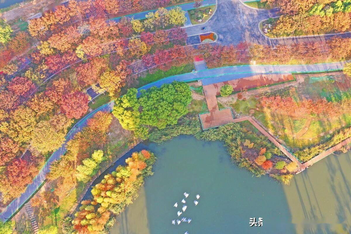 2022年11月5日,江苏省徐州市睢宁县花径公园色彩斑斓,满目秋色.