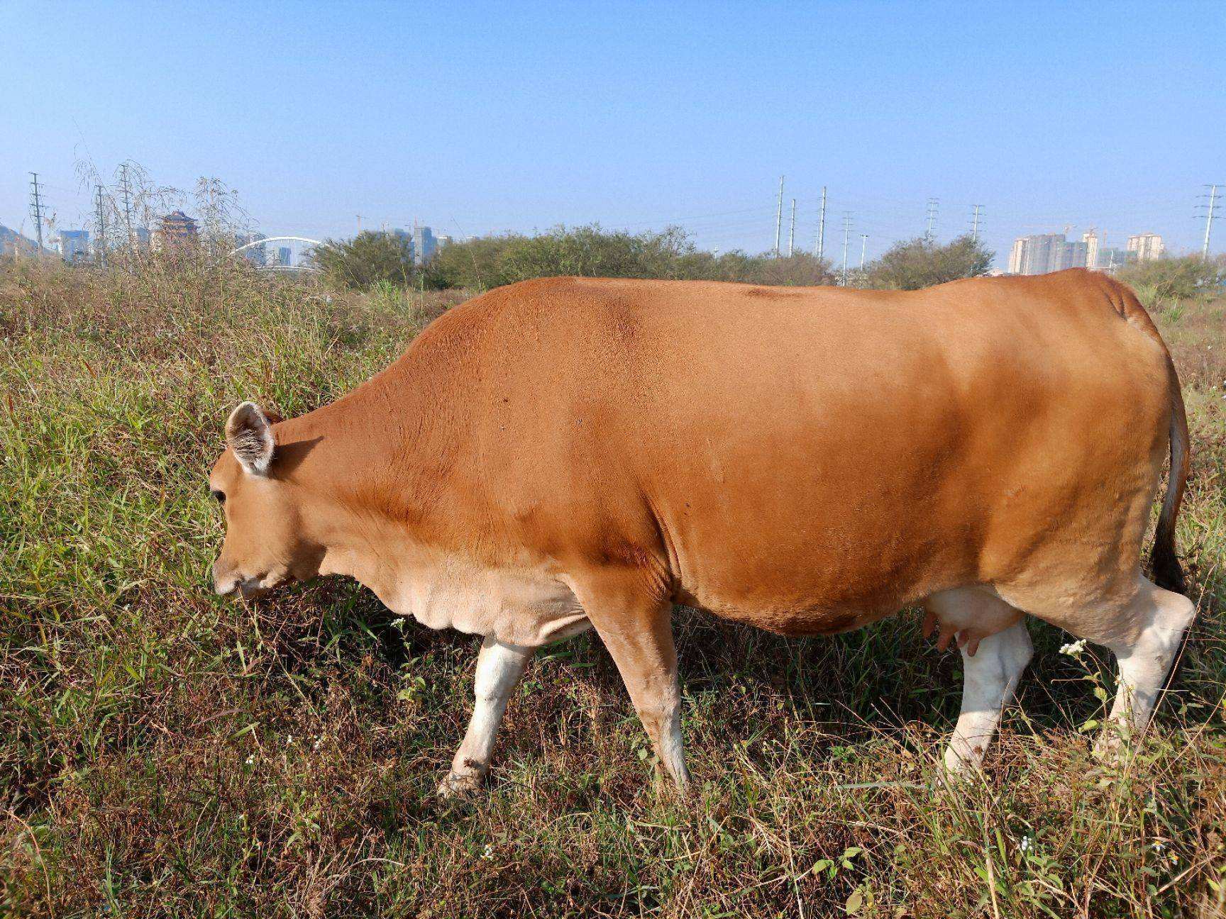 养黄牛要喂什么饲料好?养牛的饲料配方表,养牛一定要收藏学习!