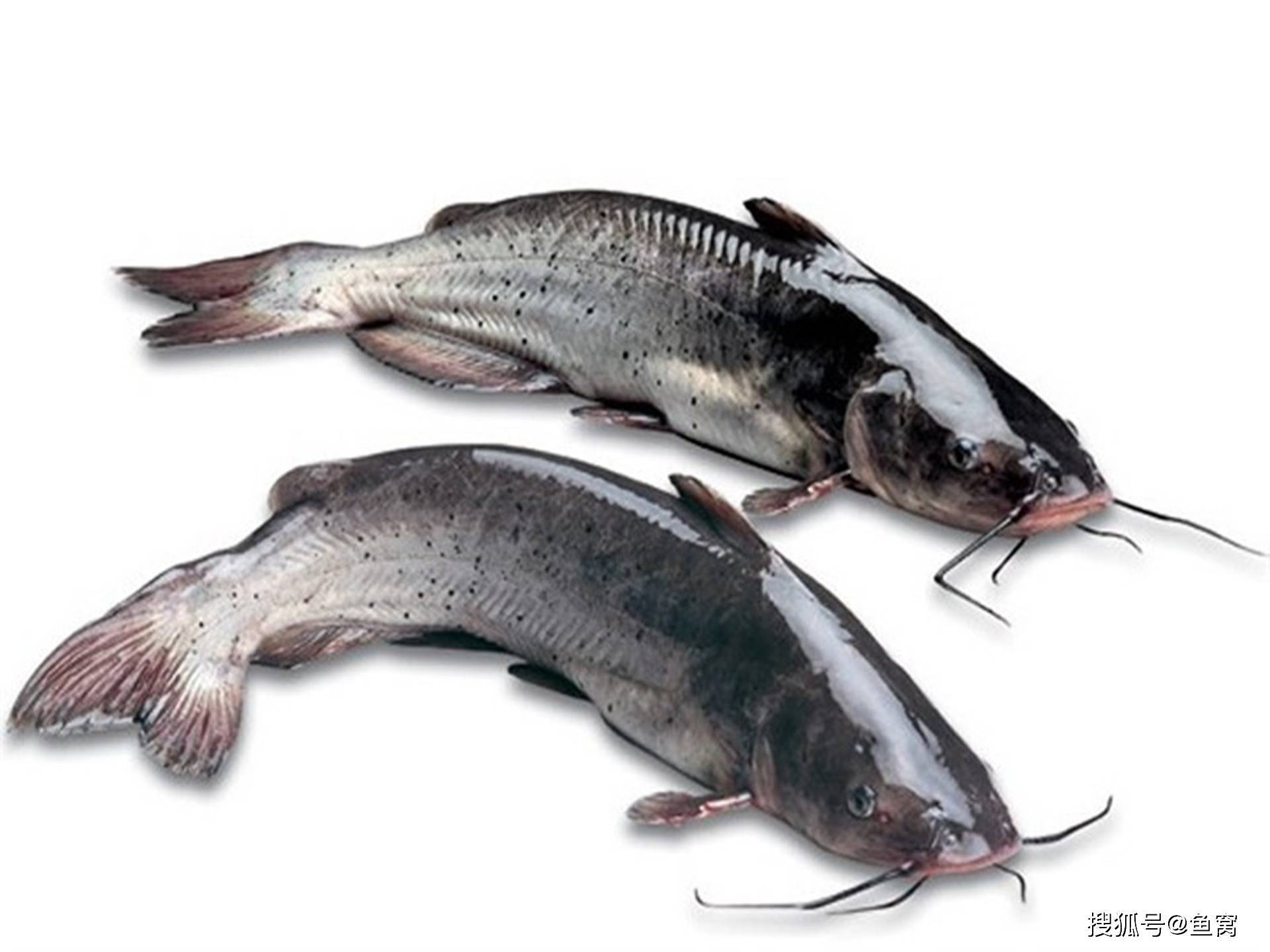 广西名鱼芝麻剑鱼曾是广西家常菜,如今150块一斤,还一鱼难求