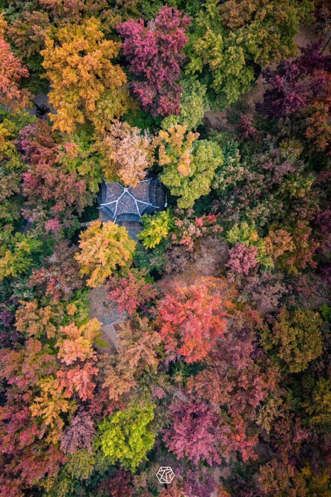 天平山红枫进入最佳观赏期!快一起去追"枫"吧!_枫叶_苏州_摄影