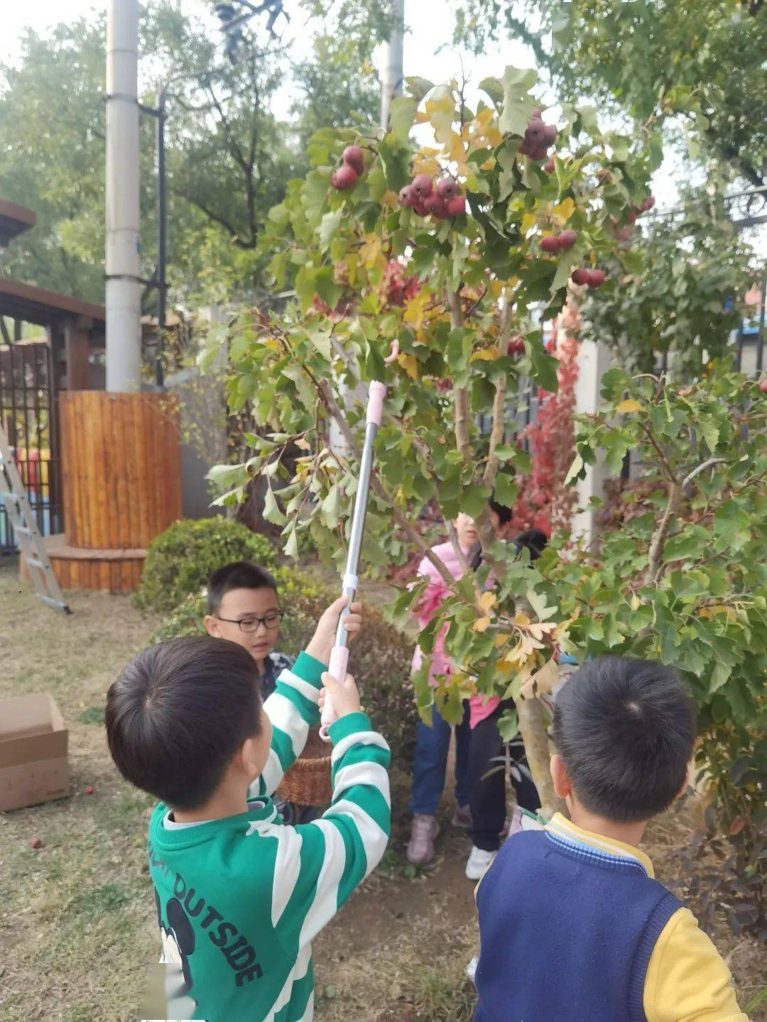 通州区幼儿园 | “山楂红了”---通州区幼儿园生活化劳动课程