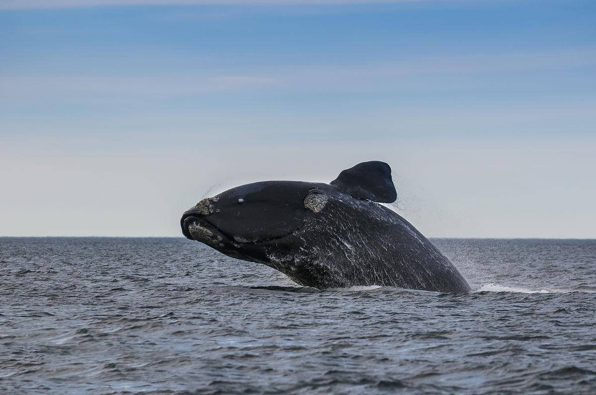 露脊鲸:海中"赖头胖和尚",又胖又慢,因人类觊觎鲸脂险些灭绝