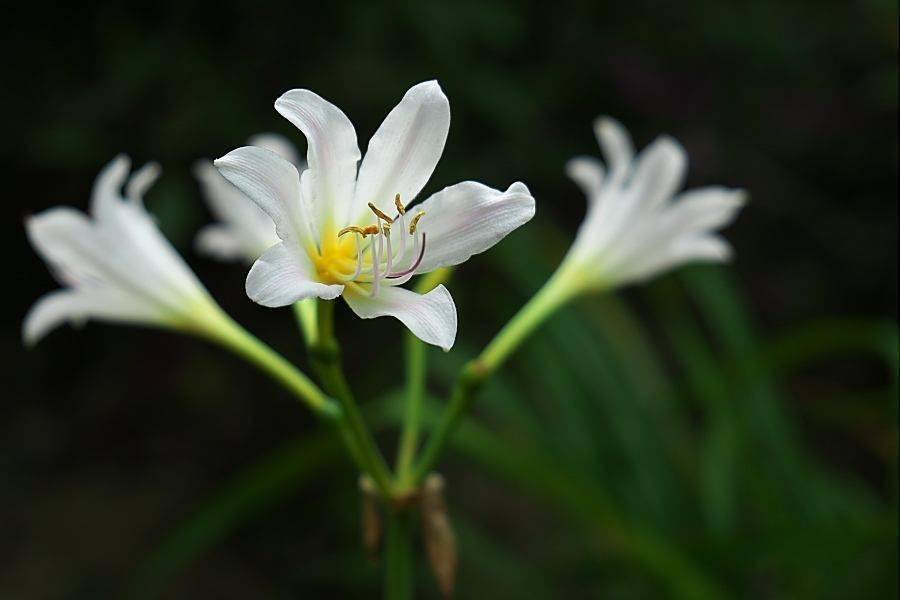 24种节气24朵花，24首诗画送各人，太美了！