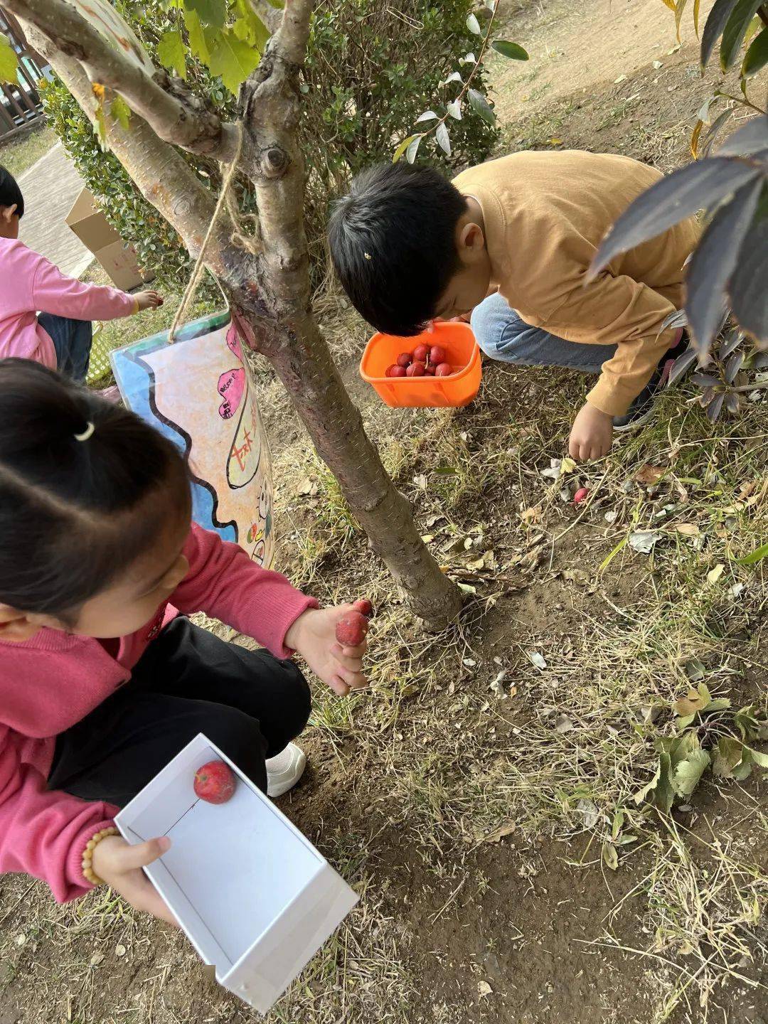 通州区幼儿园 | “山楂红了”---通州区幼儿园生活化劳动课程