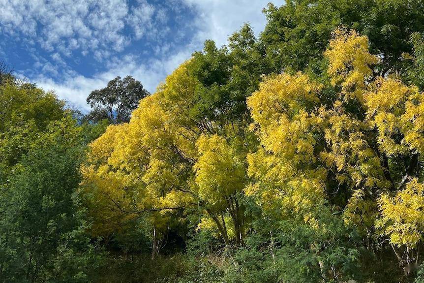 澳洲春天到來:本週空氣花粉量劇增,明日花粉症風險將達高峰_維州_天氣