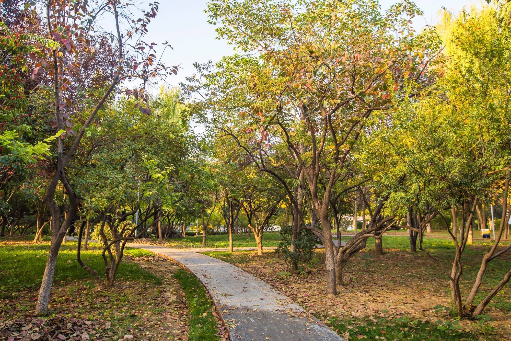 石家庄东二环有一座枫华园,秋天风景秀美,是休闲健身的好去处_公园