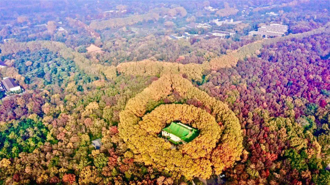 在金陵醉美季節,走進紫金山東麓的