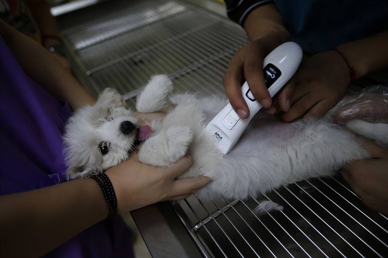 不花冤枉钱 狗狗泌尿感染怎么办 检查哪些项 尿液 膀胱 评估