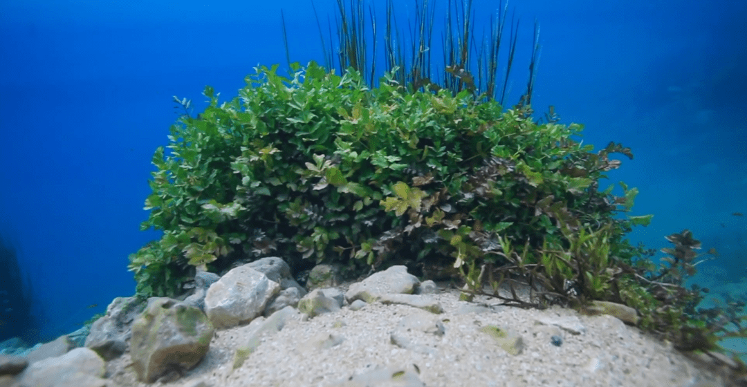 河底水草太美了!超级美丽清澈的溪流!_鱼群_草丛_网络