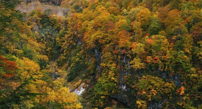 久等的洗地机上市就歇火，戴森掉队了还是不想干清洁电器了-家电圈官网