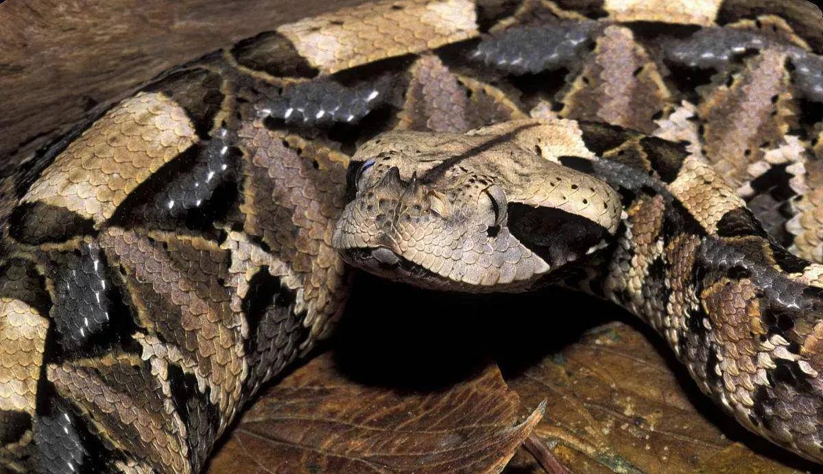 毒蛇种类中的肥宅加蓬咝蝰,它到底有何特别?
