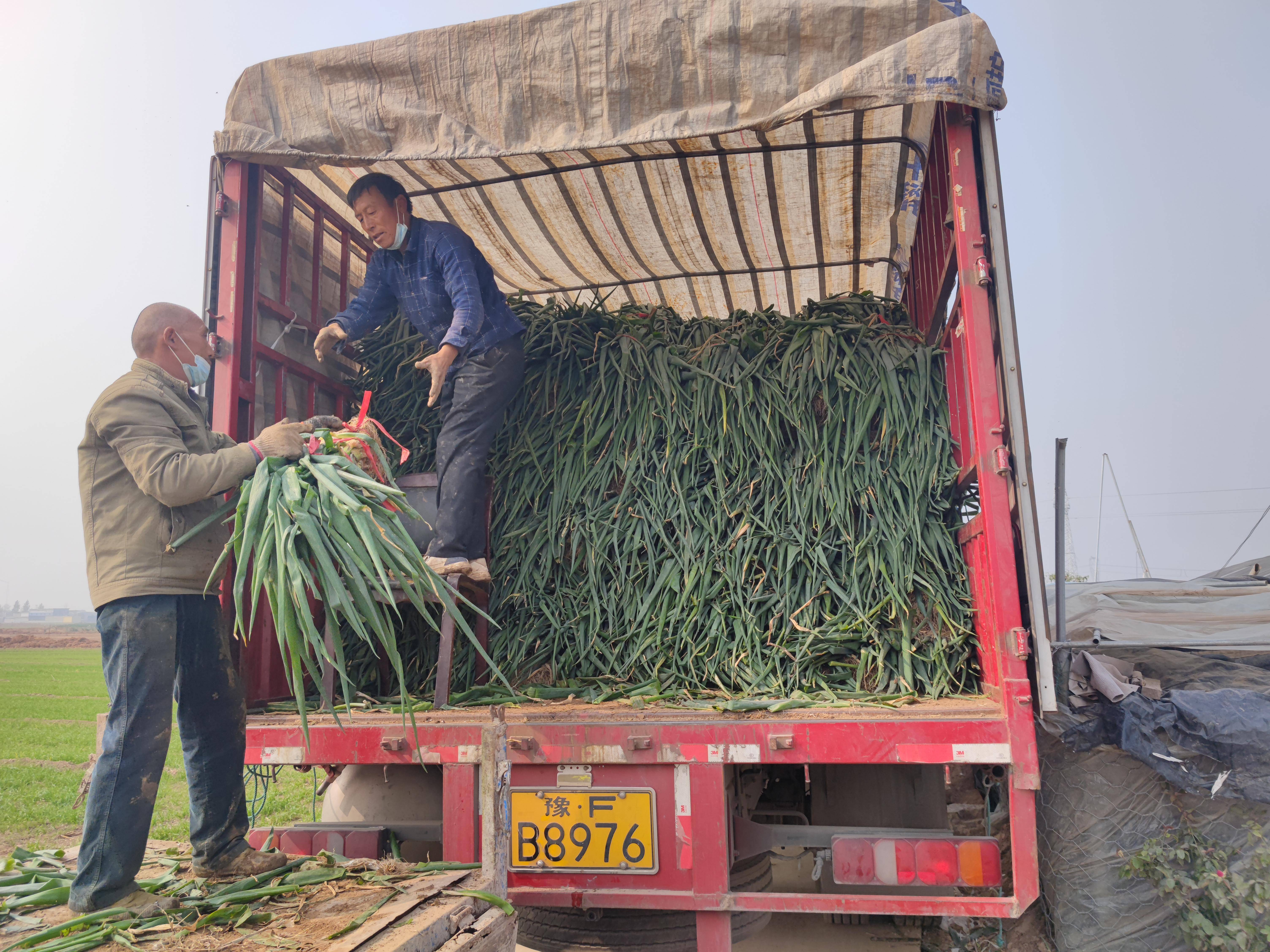 大量收购山葱图片