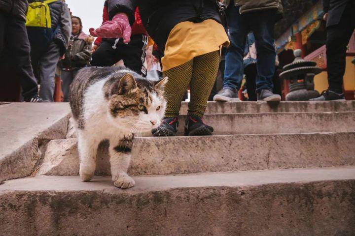 磨金石教育摄影干货分享｜|故宫的猫