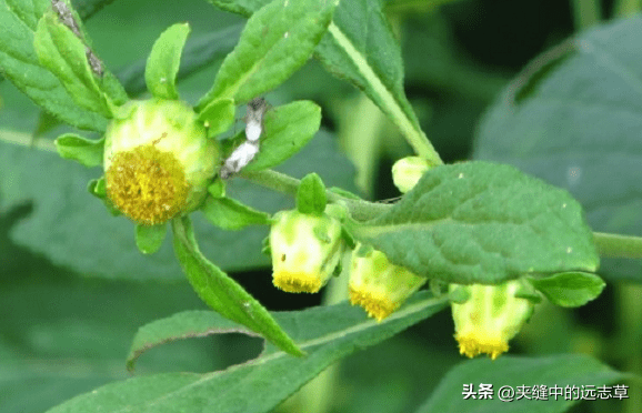 讲一味天名精，牙痛乳蛾喉痹、疔疮肤痒、蛇咬虫积、出血皆可选用