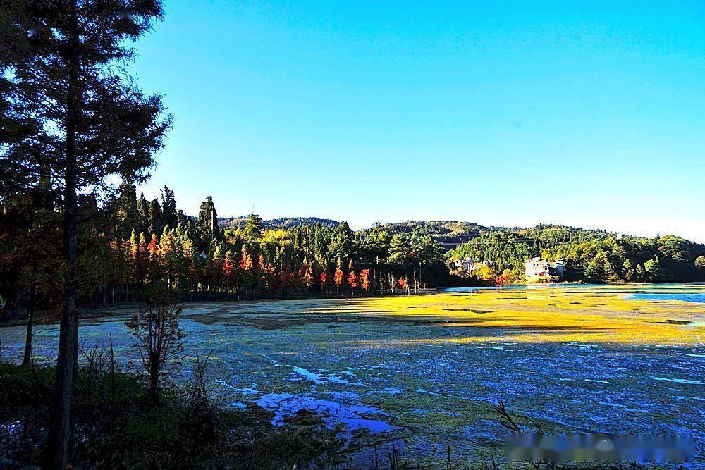 航拍昆明三家村水庫——最美秋景,色彩斑斕,層林盡染_水杉_紅杉_藍色