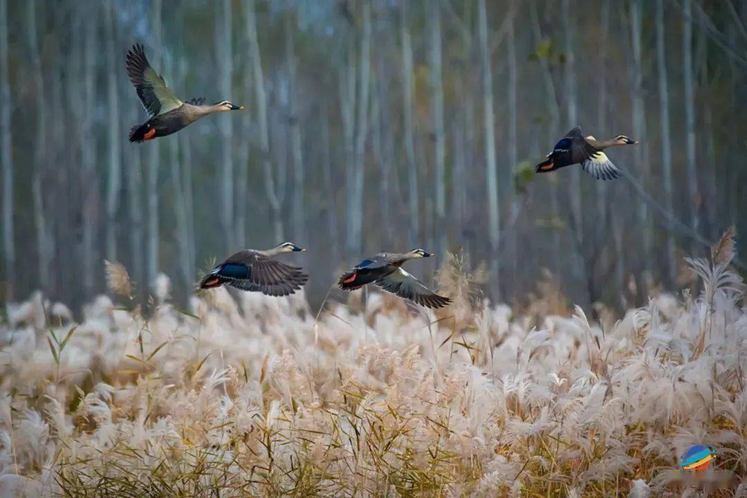 有一种幸福，叫我在莱西！