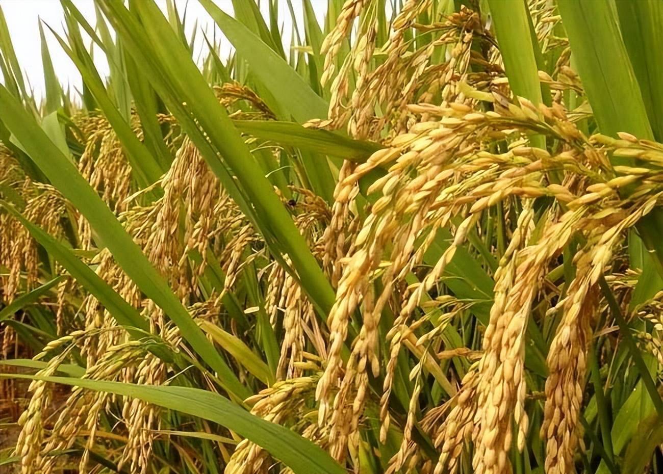 打造“稻种芯片” 景宁杂交水稻亲本繁育基地完成首批秧苗移栽