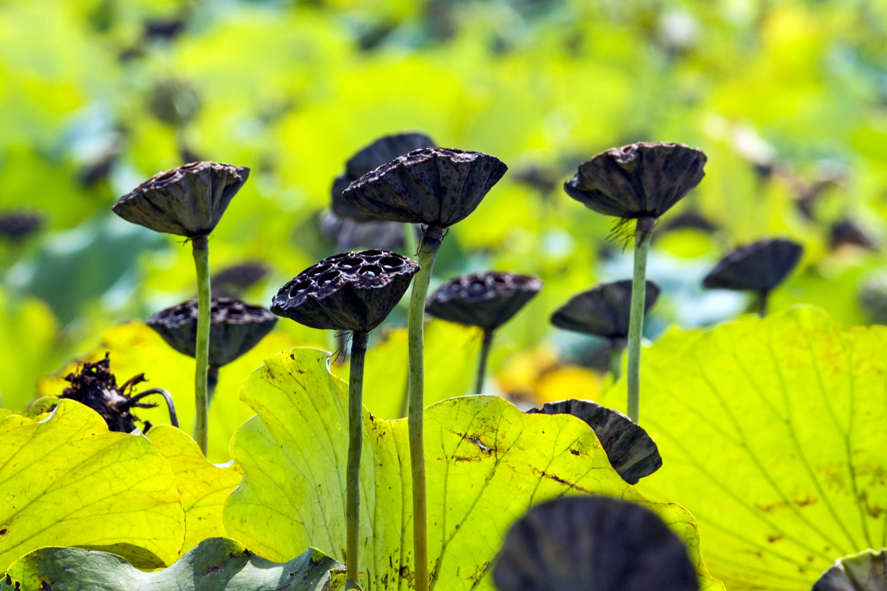 莲叶何田田——六甲湖里可采莲_菱芽_莲蓬_荷叶